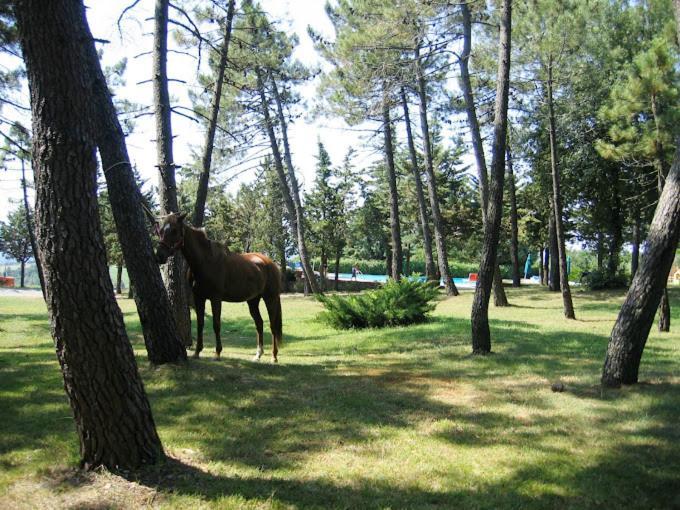 Yellowstone In Chianti Resort E Pool San Gimignano Ngoại thất bức ảnh